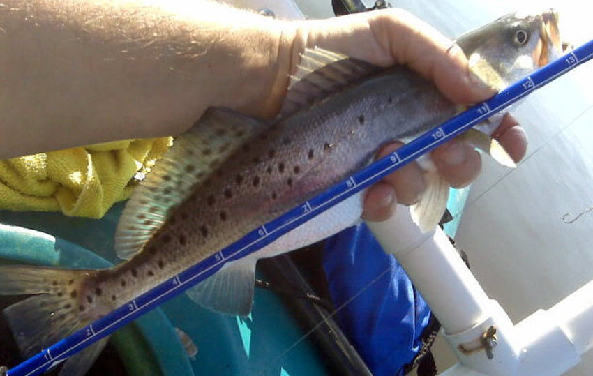 Karumba_Point_Sunset_Caravan_Park_Fishing_Rules_Austraila