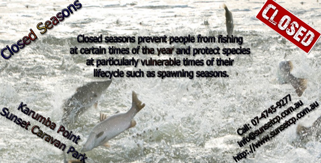 Swaping_Season_Breeding_Fish_Karumba_Point