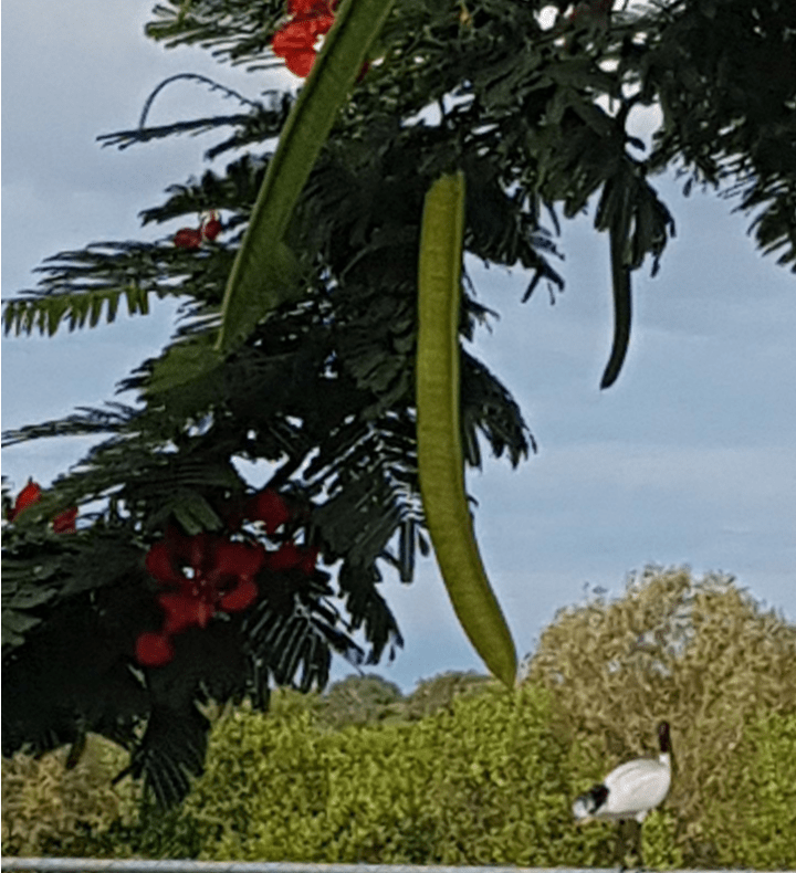 Park View Karumba Point Sunset Caravan Park January 2018