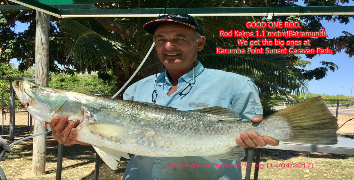 GOOD ONE ROD. Rod Kalms 1.1 metre Barramundie. We get the big ones at Karumba Point Sunset Caravan Park.
